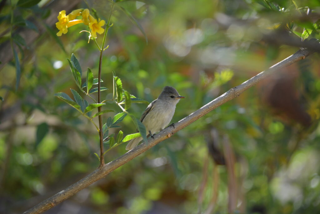 Pequeño amigo en el jardín