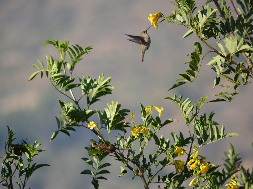 BIRD WATCHING EN EL PNH